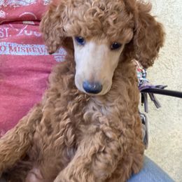 Bib - Red  male Poodle puppy in San Luis Obispo County, California from Central Coast Standard Poodles & Cavaliers
