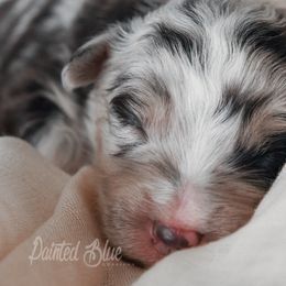 Australian Shepherd, Miniature American Shepherd, Miniature Australian Shepherd, and Toy Australian Shepherd Puppies from Painted Blue Aussies