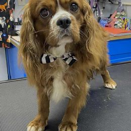 River - Cavalier King Charles Spaniel
