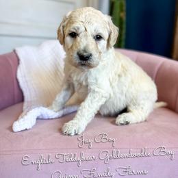 Jay Boy English Teddybear - Cream male Goldendoodle puppy in Grove, Oklahoma from Guinn Family Farms