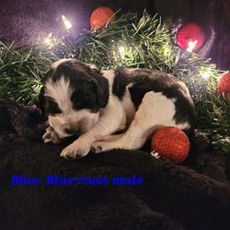 English Springer Spaniel Puppies from 31 Pines Springers & Retrievers