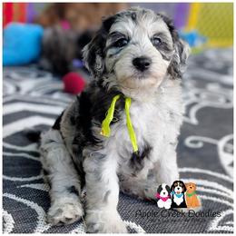 LIV-F1b-OFA-Genetics-Microchip-2 Year warranty-Sweetest little girl. - Merle female Goldendoodle puppy in Jeddo, Michigan from Apple Creek Doodles