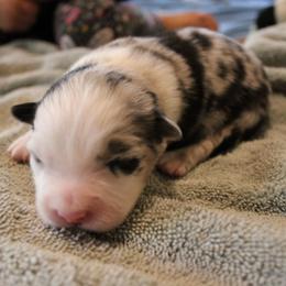 Phoenix - Blue merle female Australian Shepherd puppy in Sonoita, Arizona from Gardner Canyon Kennels