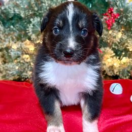 Ellen - Black tri-color female Australian Shepherd puppy in Preston, Idaho from KC Bar Ranch Aussies