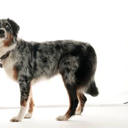 Nova - Australian Shepherd