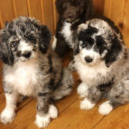 Poodle Puppies from Timber Hills Poodles and Doodles