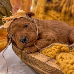 Girl 1 - female Goldendoodle puppy in Iola, Texas from Supreme Doodles of Texas