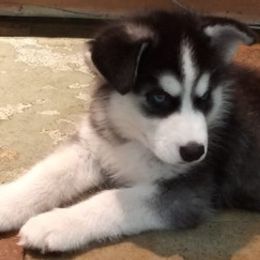 Siberian Huskies from Sandhill Crossing Homestead