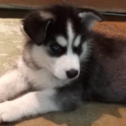 Siberian Huskies from Sandhill Crossing Homestead