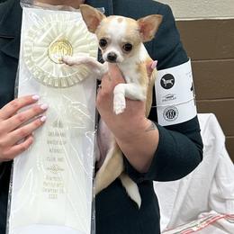 Chihuahuas and Poodles from Cajun Girl Kennels