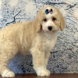 Tulip - Yellow and white female Bernedoodle puppy in Owenton, Kentucky from Elagant Acres
