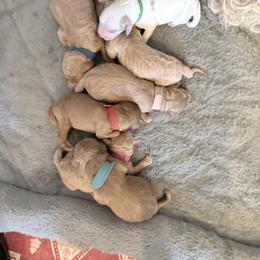 Fuschia Nebula - Red  female Goldendoodle puppy in Cincinnati, Ohio from KSchott Kennels
