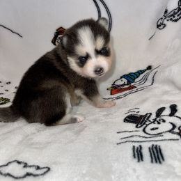 Pomsky Puppies from Sterling Pomskies