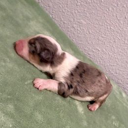 Thing - Blue merle male Aussiedoodle puppy in Moreno Valley, California from Rainbow SoCal Doodles