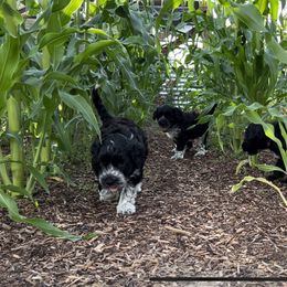 Portuguese Water Dog Puppies from Yellowstone Porties