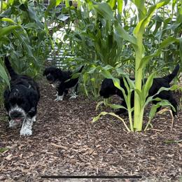 Portuguese Water Dog Puppies from Yellowstone Porties