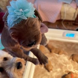 Goldendoodles from Alabama Angel Goldendoodles