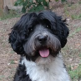 Basil - Australian Labradoodle