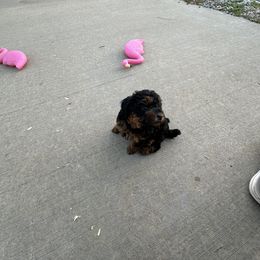 Poodle Puppies from Lucky Dog Poodles