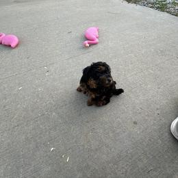 Poodle Puppies from Lucky Dog Poodles