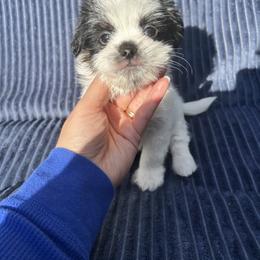 Casper - Black and white male Shih Tzu puppy in East Haven, Connecticut from Adam & Eve Pups CT
