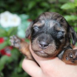 Channel Dapple girl number 1 - Dapple female Dachshund puppy in Stockton, California from Wiggles & Wags Dachshund's