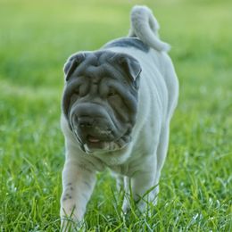Shiloh - Chinese Shar-Pei
