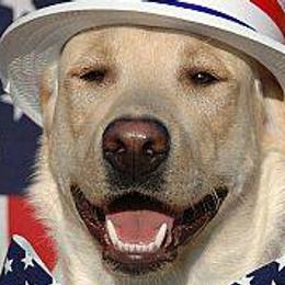 Labrador Retrievers from Stacey Nelson's Labrador Retrievers