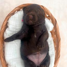 Sugar - Chocolate female Goldendoodle puppy in North Carolina from Tuxedo Mountain Doodles