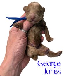 George Jones - Red  male Goldendoodle puppy in Hot Springs, Arkansas from Hot Springs Kennels