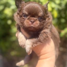 Peanut - Chocolate and tan male Chihuahua puppy in Newport Beach, California from Exotic City Pomeranians and chihuahuas