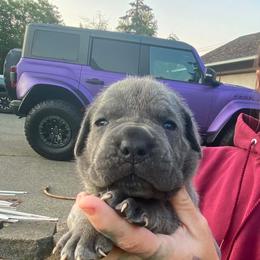Girl 1 - Gray brindle female Cane Corso puppy in Olympia, Washington from Grayling Dawn Cane Corso