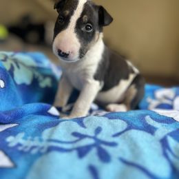 Chase - Black tan and white male Bull Terrier puppy in Stanton, California from Pure hearts