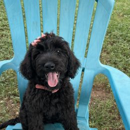 Princess Prada - Black female Schnoodle puppy in Pleasanton, Texas from Gooch Canines (Giant Schnoodles)