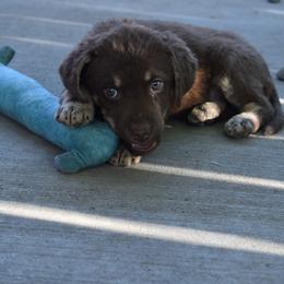Cherry - Brown female Chesapeake Bay Retriever puppy in Soap Lake, Washington from Desert Oasis Kennels