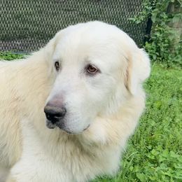 Lexi - Great Pyrenees