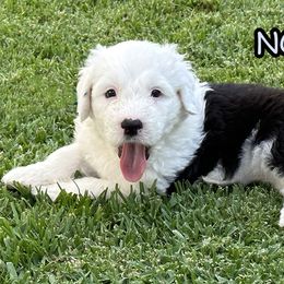 Noodle - Sheepadoodle puppy in California from Sheepadoodles of Orange County
