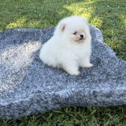 Luciano Bear Face - White male Pomeranian puppy in North Naples, Florida from Moon Ranch Puppies
