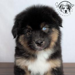 Cosmo - Black tri-color male Australian Shepherd puppy in Fultonville, New York from Sandy Aussies & Pomeranians