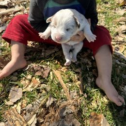Indie - Red merle male Border Collie puppy in Richfield, Ohio from Stone Garden Border Collies