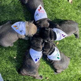 French Bulldog Puppies from FrenchiesPupMiami