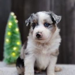 Australian Shepherds and Siberian Huskies from Owl Creek Aussies