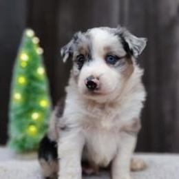 Australian Shepherds and Siberian Huskies from Owl Creek Aussies