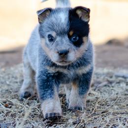Okeene - Blue male Australian Cattle Dog puppy in Fairview, Oklahoma from Flying D Kennels