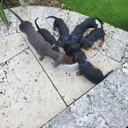 Dachshund Puppies from Lisa's Dachshunds