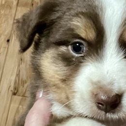 Miniature Australian Shepherds from AJB Tx Ranch Mini Aussies