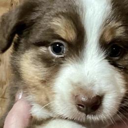 Miniature Australian Shepherds from AJB Tx Ranch Mini Aussies