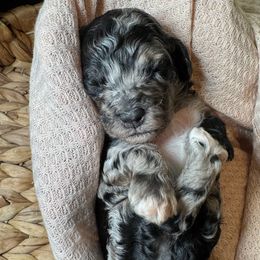 Templeton - Merle female Cockapoo puppy in Saint Louis, Missouri from Jax Doodles