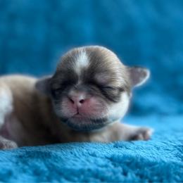 AKC-Cocoa - Sable male Shih Tzu puppy in Paintsville, Kentucky from Molly B's ShihTzus