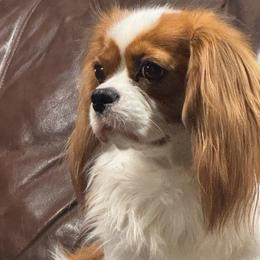 Joker - Cavalier King Charles Spaniel